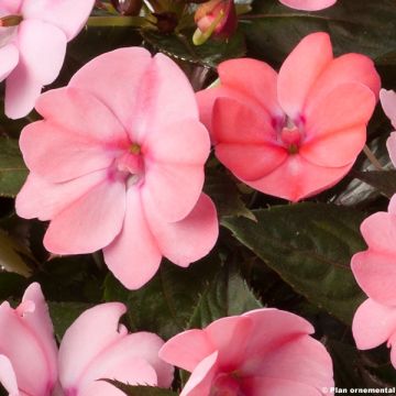 Impatiens Sunpatiens Compact Blush Pink - Fiore di vetro