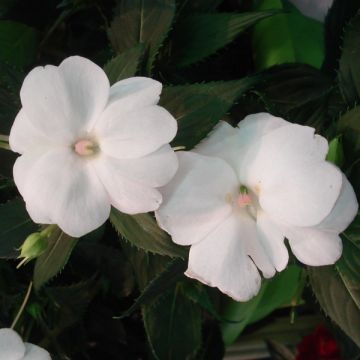 Impatiens Sunpatiens Compact Blanc - Fiore di vetro