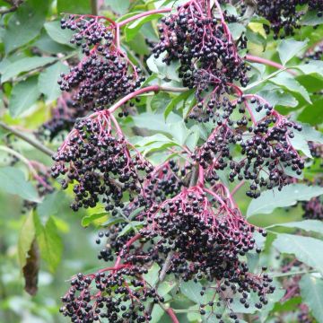 Sambucus nigra Haschberg - Sambuco