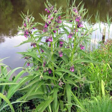 Symphytum officinale (piante) - Consolida maggiore