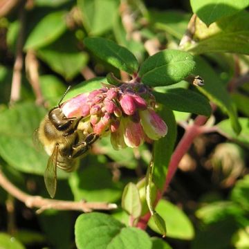 Symphorycarpos chenaultii - Sinforicarpo