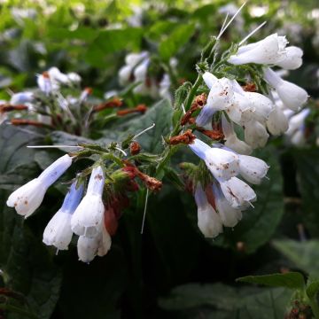 Symphytum grandiflorum Hidcote Blue - Consolida a grandi fiori