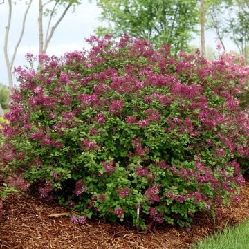 Syringa Bloomerang Dark Purple - Lillà