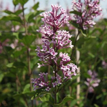 Syringa velutina Josée - Lillà