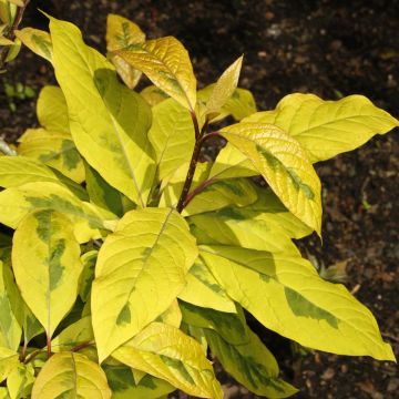 Syringa emodi aureovariegata - Lillà