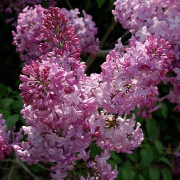 Syringa (x) hyacinthiflora Esther Staley - Lillà