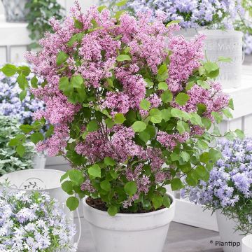 Syringa meyeri Flowerfesta Pink - Lillà nano