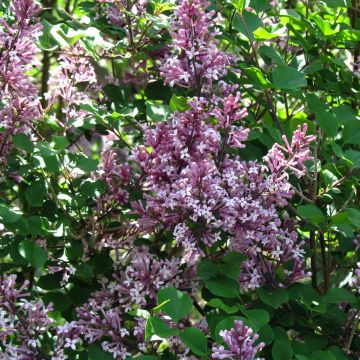 Syringa meyeri Palibin - Lillà nano