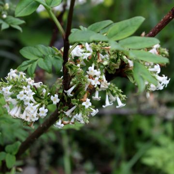 Syringa pinnatifolia - Lillà