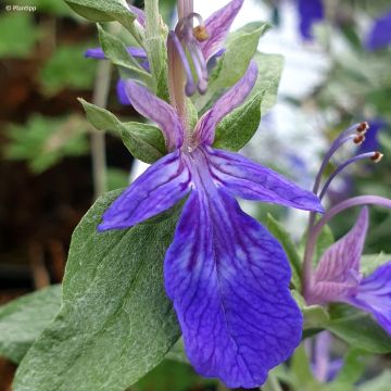 Teucrium Indyho