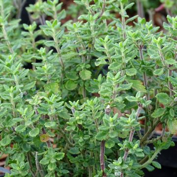 Teucrium lucidrys