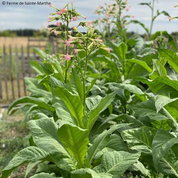 Nicotiana tabacum Gold Leaf Orinoco - Tabacco Virginia