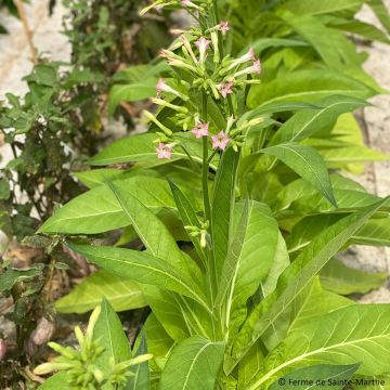 Nicotiana tabacum Ohio Dutch - Tabacco Virginia