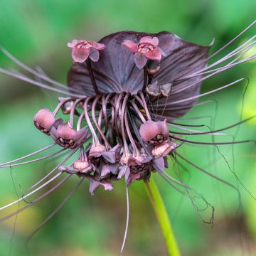 Tacca chantrieri - Fiore Pipistrello