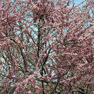 Tamarix ramosissima Pink Cascade - Tamerice