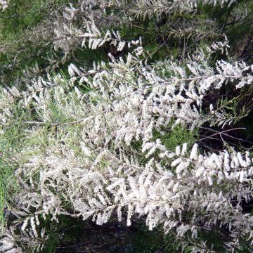 Tamarix ramosissima Hulsdonk White - Tamerice