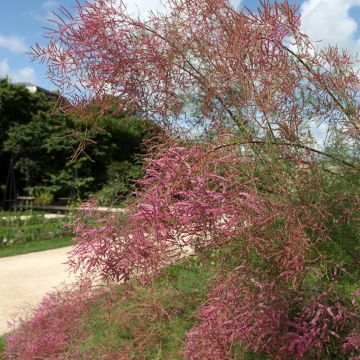 Tamarix ramosissima - Tamerice