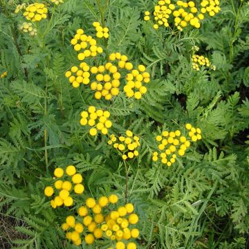 Tanacetum vulgare - Erba-amara selvatica