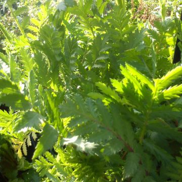 Tanacetum vulgare (in vasetto) - Erba-amara selvatica