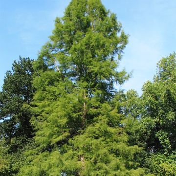 Taxodium distichum - Cipresso delle paludi