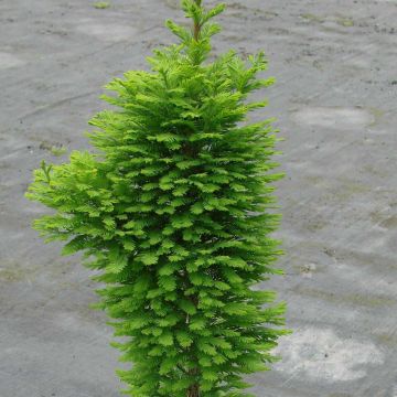 Taxodium distichum Pevé Minaret - Cipresso delle paludi