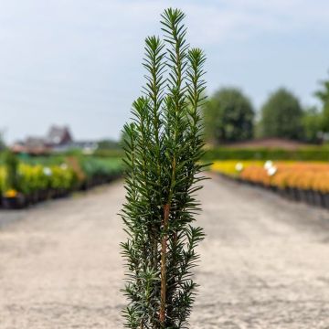 Taxus baccata fastigiata Black Tower - Tasso comune