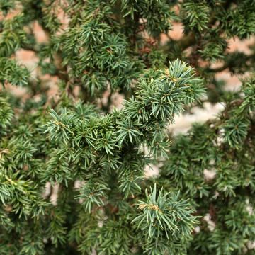 Taxus baccata Cristata - Tasso comune