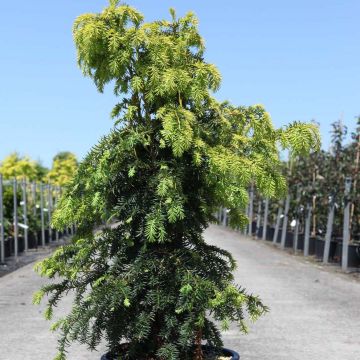 Taxus baccata Dovastonii Aurea - Tasso comune