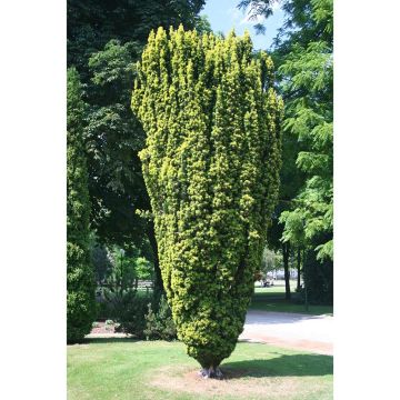 Taxus baccata Fastigiata Aurea - Tasso comune