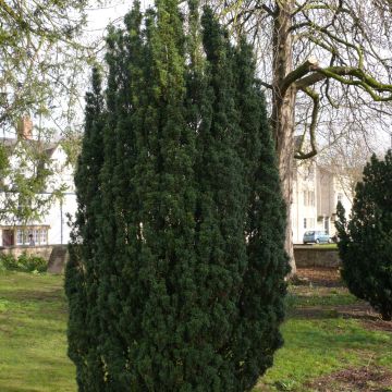 Taxus baccata Fastigiata Robusta - Tasso comune