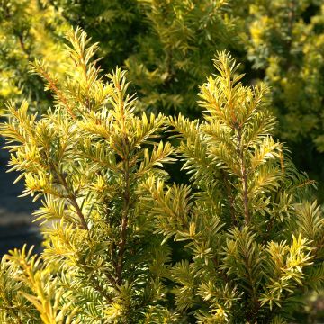 Taxus baccata Kupfergold - Tasso comune