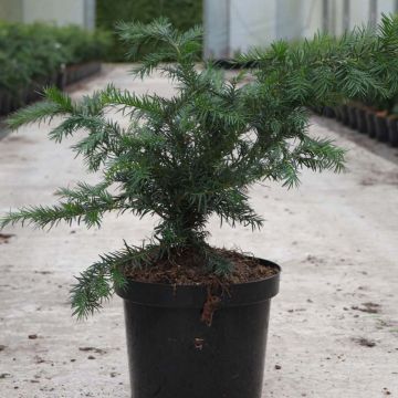 Taxus baccata Repandens - Tasso comune