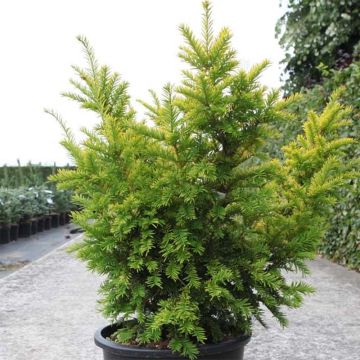 Taxus baccata Semperaurea - Tasso comune