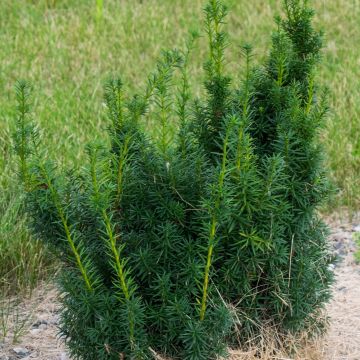 Taxus media Hicksii - Tasso