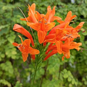 Tecoma capensis - Tecomaria del Capo