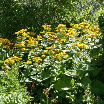 Telekia speciosa - Erba regina maggiore