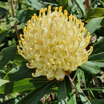 Telopea speciosissima Shady Lady Yellow