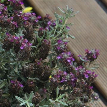 Teucrium ackermannii