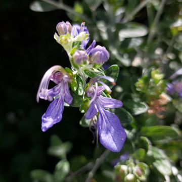 Teucrium fruticans Azureum