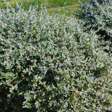 Teucrium fruticans - Camedrio femmina