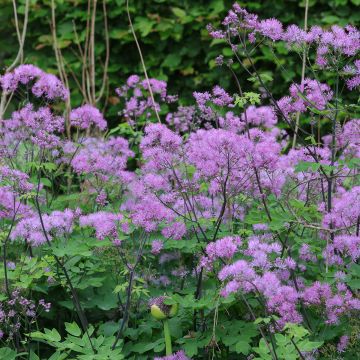 Thalictrum Black Stockings - Pigamo