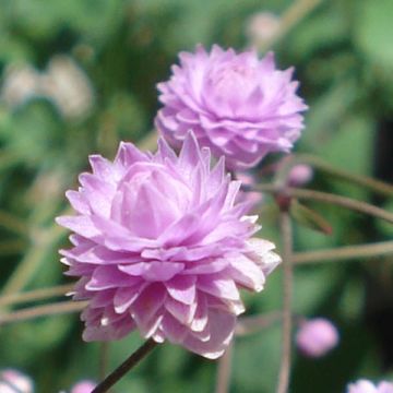 Thalictrum delavayi Hewitt's double - Pigamo