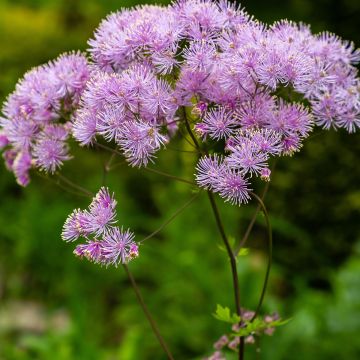 Thalictrum Yulia - Pigamo