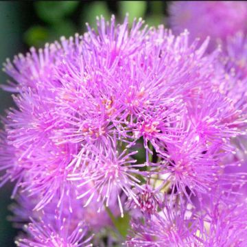 Thalictrum aquilegifolium Thundercloud - Pigamo colombino