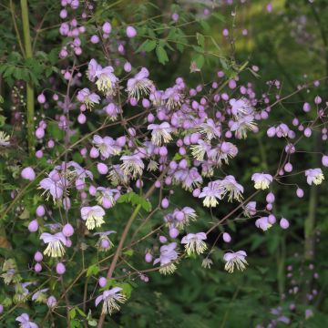 Thalictrum delavayi - Pigamo