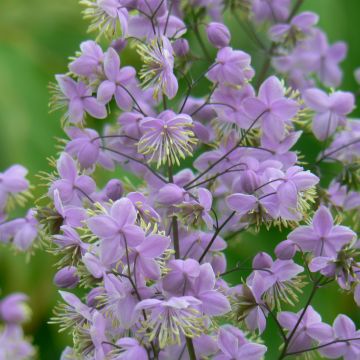 Thalictrum delavayi Ankum - Pigamo