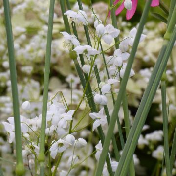 Thalictrum delavayi Splendide Album - Pigamo