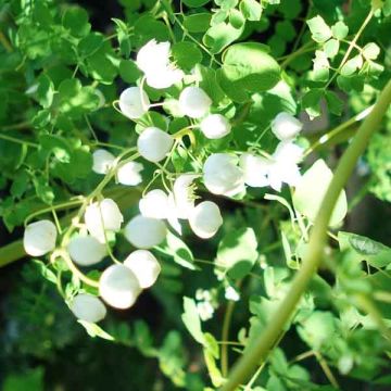 Thalictrum delavayi Album - Pigamo