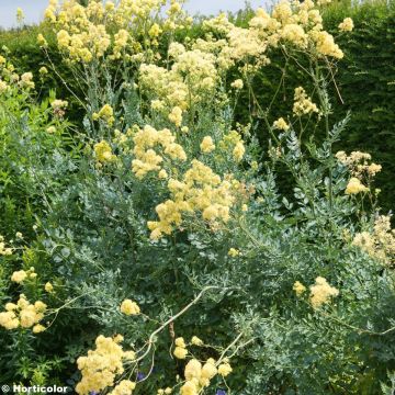 Thalictrum flavum subsp.glaucum - Pigamo giallo