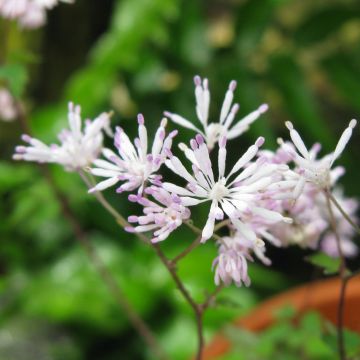 Thalictrum kiusianum - Pigamo